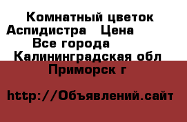 Комнатный цветок Аспидистра › Цена ­ 150 - Все города  »    . Калининградская обл.,Приморск г.